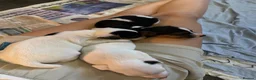 Jack Russell dogs for sale: Beautiful litter of 7 amazing Jack Russel puppies - Advert 16