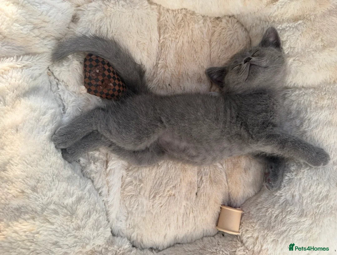 British Shorthair cats for sale: 💙Male kittens ready now💙 - Advert 1