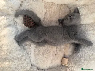 British Shorthair cats 💙Male kittens ready now💙 - Advert 1