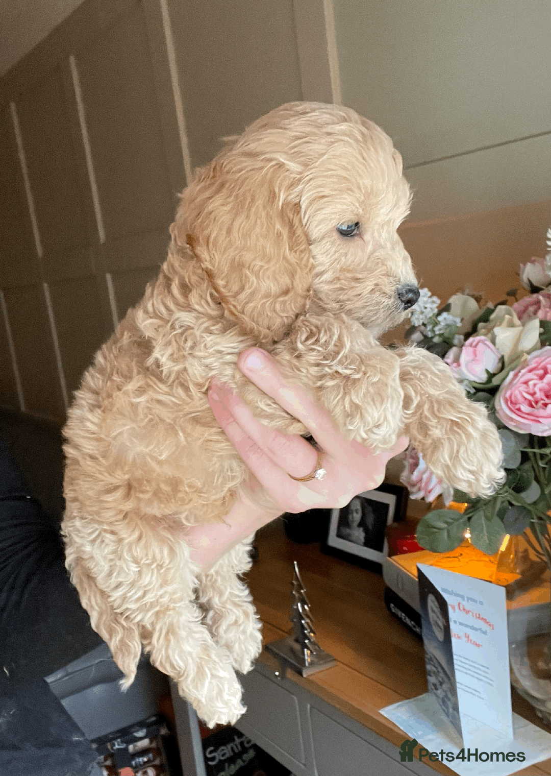 Cockapoo dogs for sale: F1b TOY COCKAPOO PUPS - DNA Health Tested!! - Advert 24