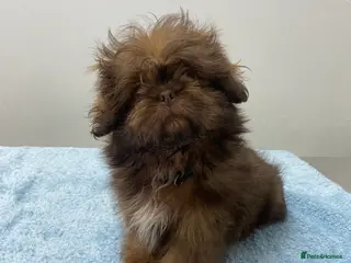 Shih Tzu dogs Chocolate imperial shihtzu puppies READY NOW - Advert 16