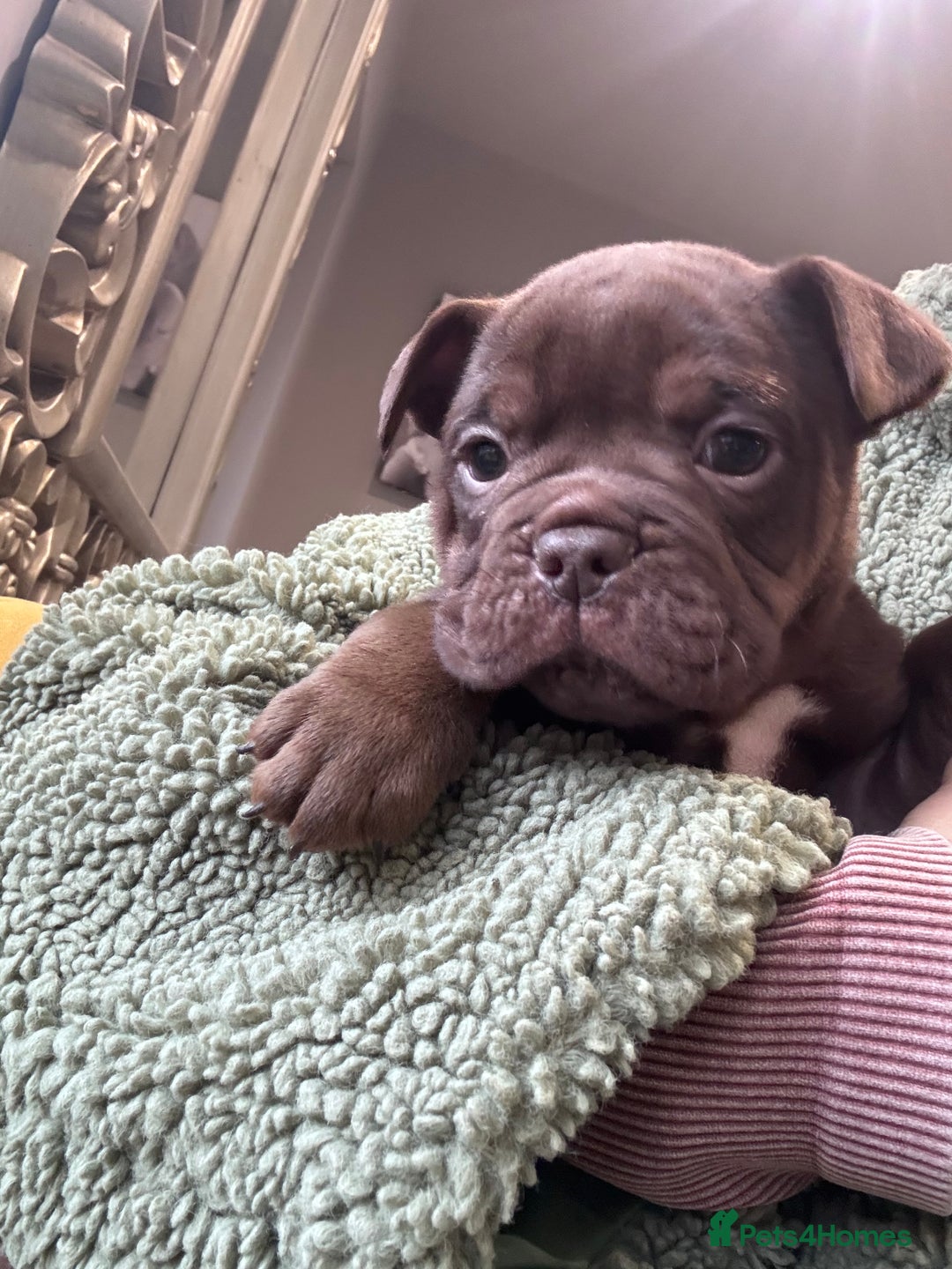 Olde English Bulldogge dogs for sale: Top quality olde English bulldogs - NEBBER REG - Advert 3