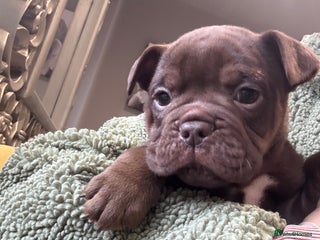 Olde English Bulldogge dogs Top quality olde English bulldogs - NEBBER REG - Advert 1