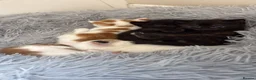 Mixed Breed cats for sale: Gorgeous kittens for sale in Stroud - Advert 8