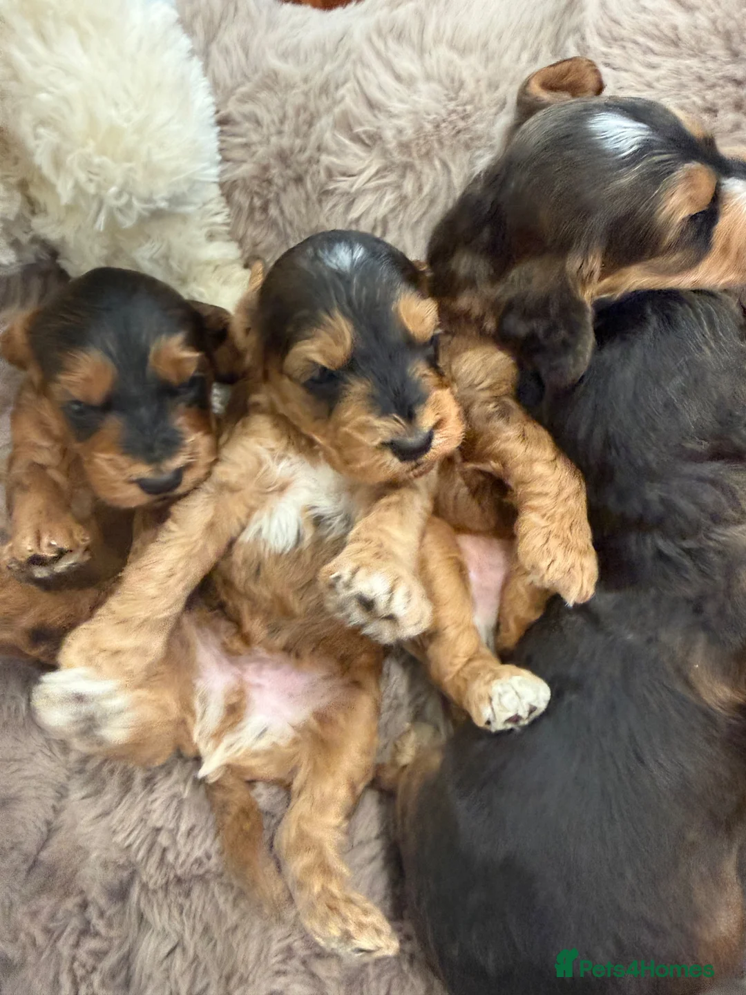 Cockapoo dogs for sale: Beautiful f1 sable pups. Full DNA & health clear. - Advert 21