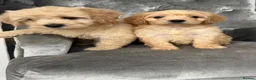 Cockapoo dogs for sale: Beautiful Cockapoo ready to go  - Advert 4