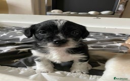 Maltipoo dogs for sale: 6 Beautiful Maltipoo Puppies for sale 🐶🐾 - Image 18