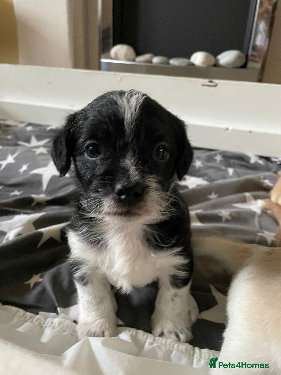 Maltipoo dogs for sale: 6 Beautiful Maltipoo Puppies for sale 🐶🐾 - Image 18