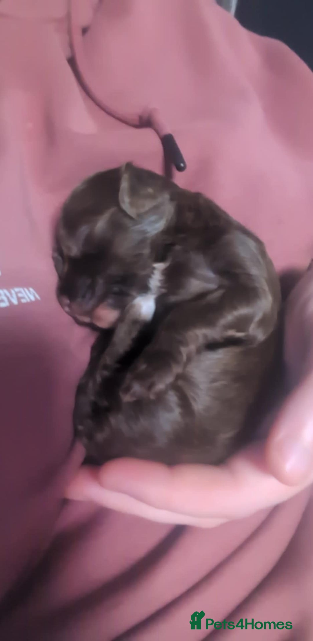 Mixed Breed dogs for sale: Miniature doxipoo  - Advert 7