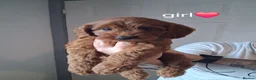 Cockapoo dogs for sale: Red Cockerpoo puppies  - Advert 17