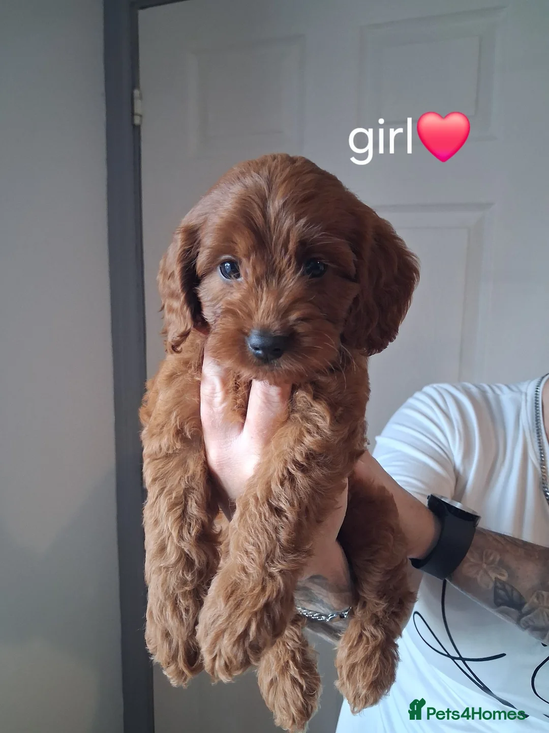 Cockapoo dogs for sale: Red Cockerpoo puppies  - Advert 17