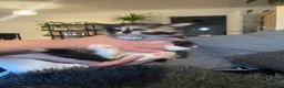 Mixed Breed cats for sale: Super fluffy kittens  in Thame - Advert 8
