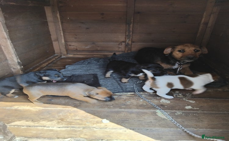 Mixed Breed dogs - Advert 1