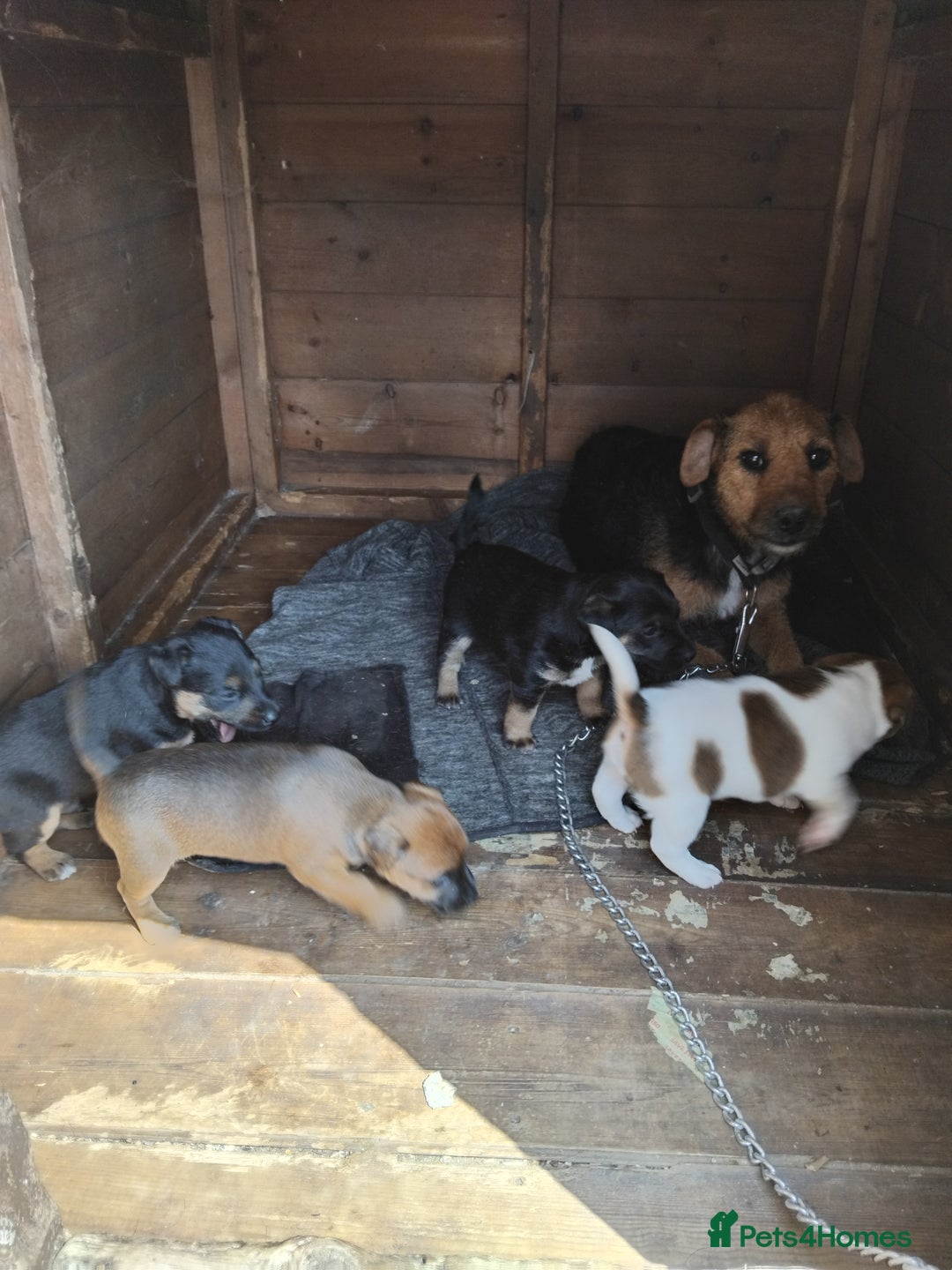 Mixed Breed dogs for sale: Lakeland x jack rustle puppys  - Image 1