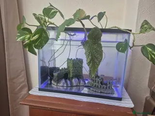 Danios fish Fish need a new loving home - Advert 1