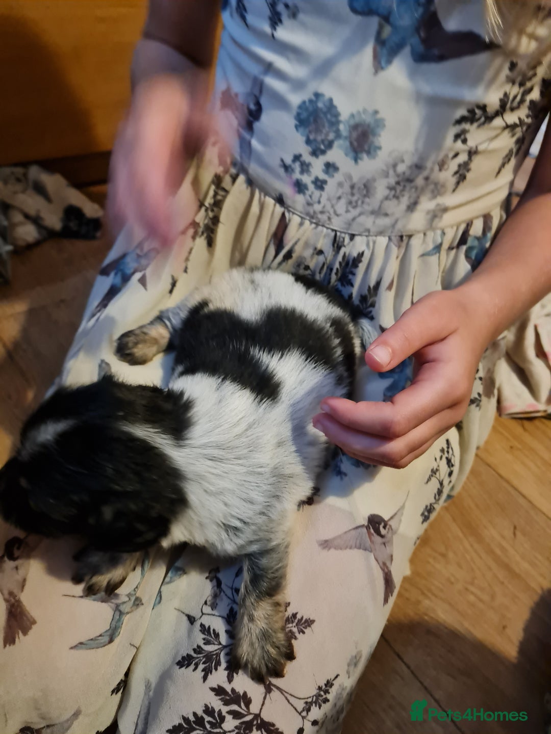 Mixed Breed dogs for sale: Last 2 puppies dachshund cross - Image 6