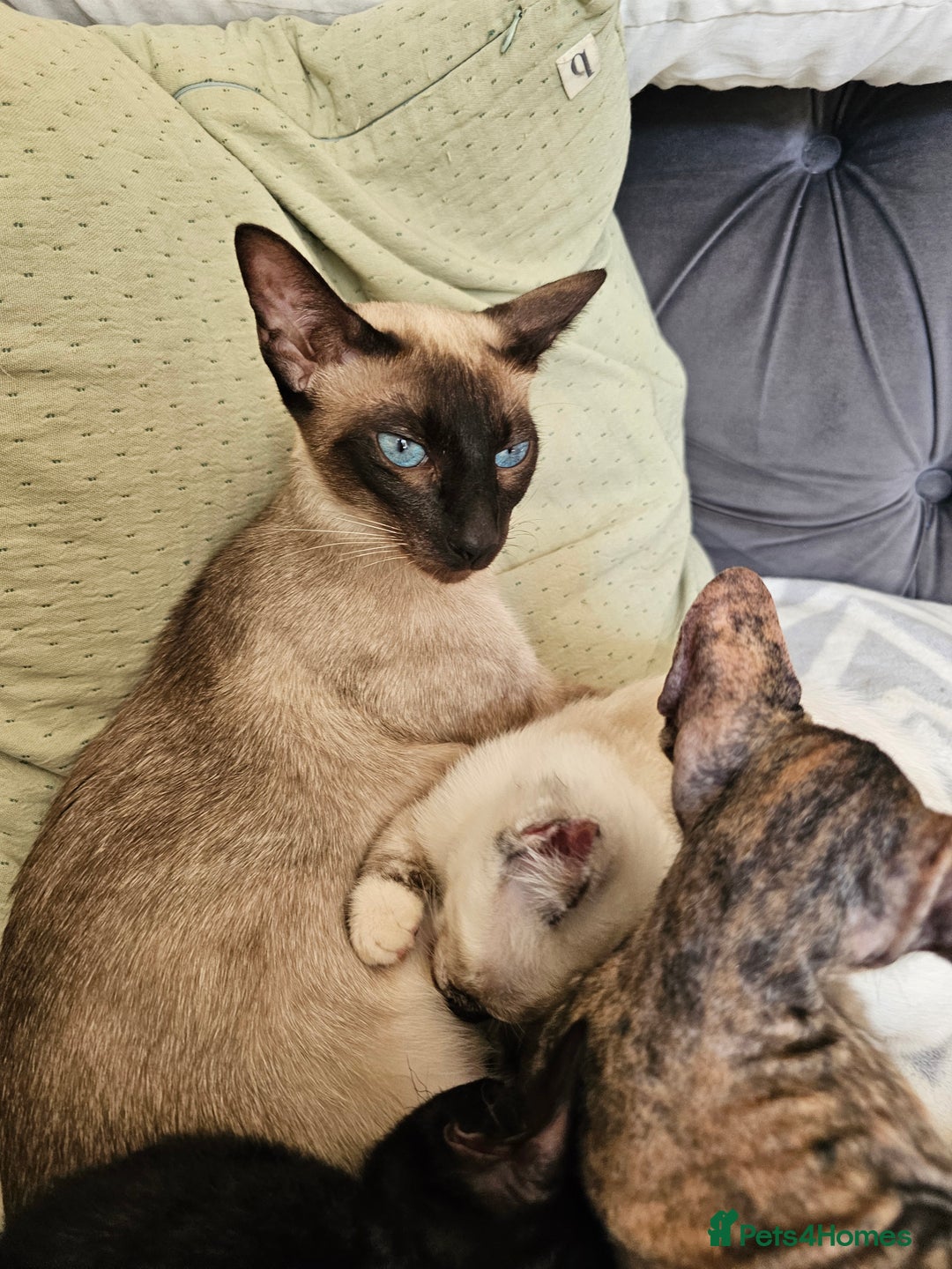 Sphynx cats for sale: Sphynx x Siamese kittens - Image 20