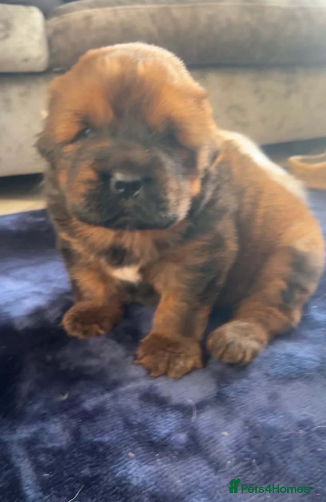 Tibetan Mastiff dogs for sale: Male Tibetan mastiff puppy  - Advert 10