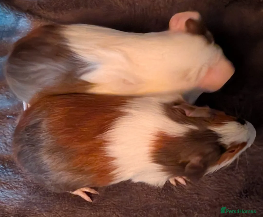 Guinea Pig rodents for sale: 2 beautiful male guinea pigs  - Advert 6