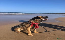 Border Terrier dogs for stud: Pedigree KC registered for stud - Image 4