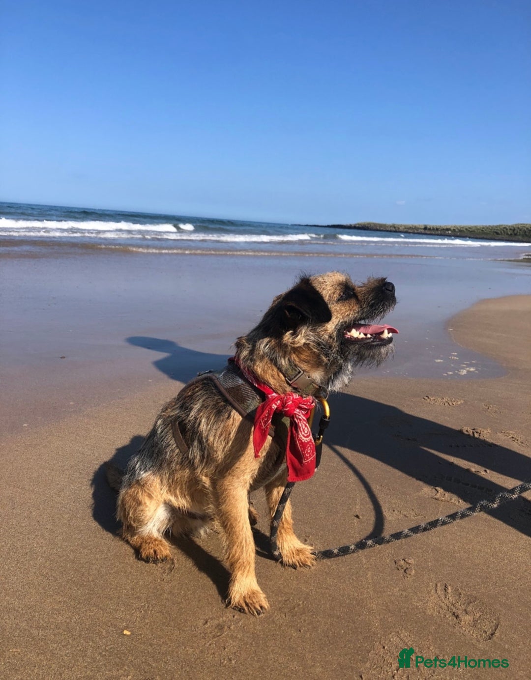 Border Terrier dogs for stud: Pedigree KC registered for stud - Image 4