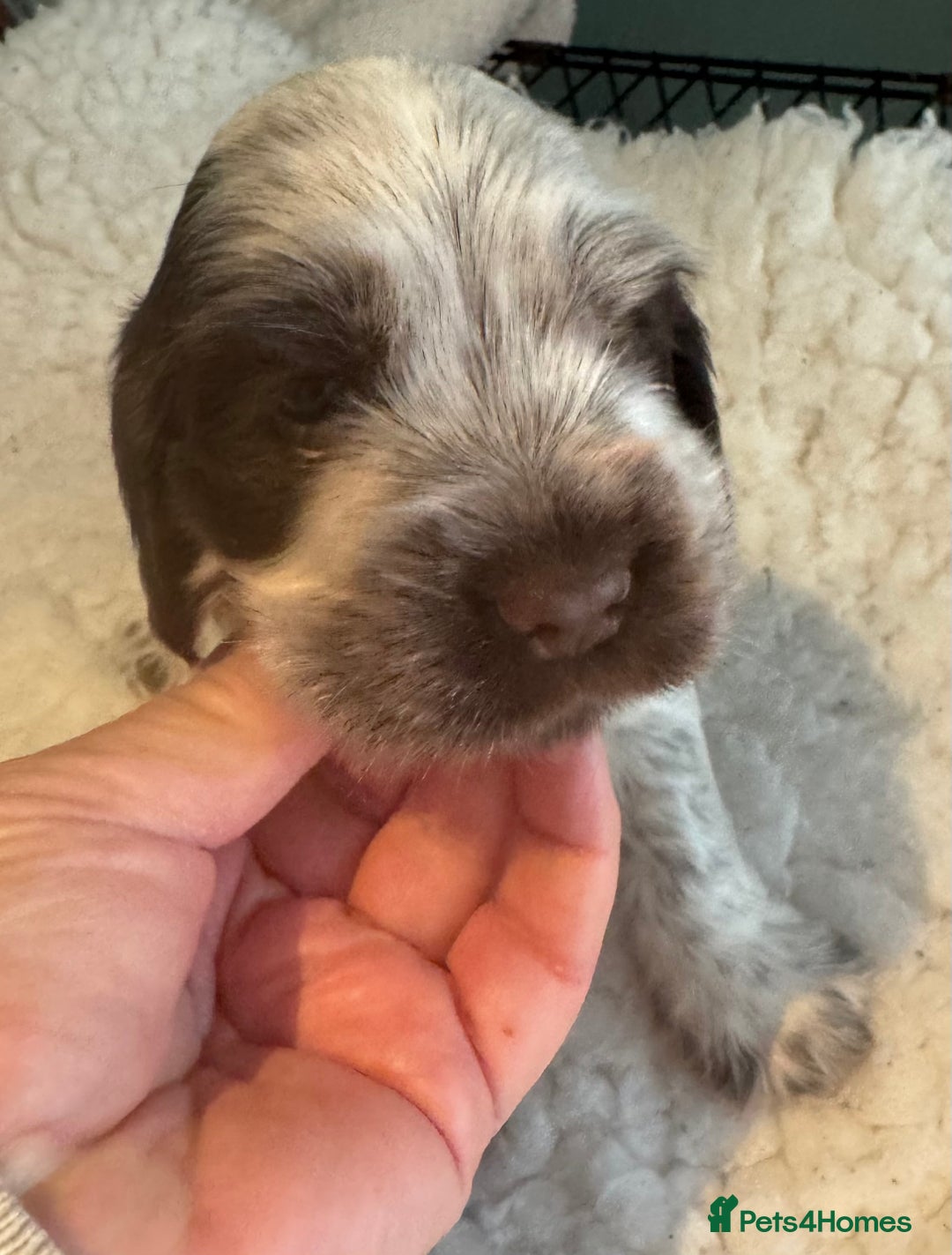 Cocker Spaniel dogs for sale: Two Exceptional girl English Show Cockers - Advert 8