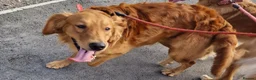 Golden Retriever dogs for sale: Lovely Red Fox boy looking for a new home - Advert 4