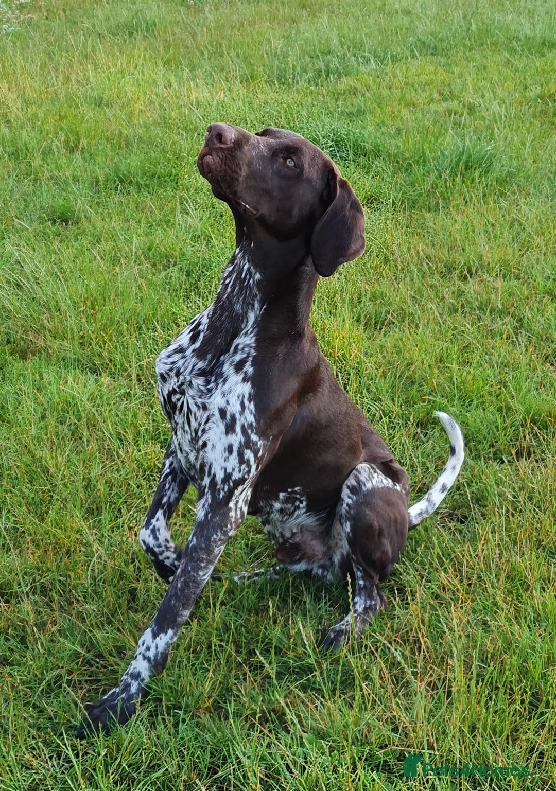 German Shorthaired Pointer dogs for stud: Parker is for Stud - Advert 3