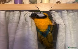 Macaws birds for sale: Blue and Gold Macaw - Image 2