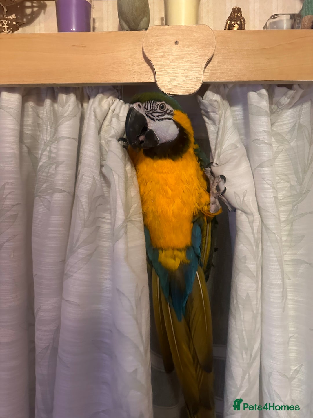 Macaws birds for sale: Blue and Gold Macaw - Image 2