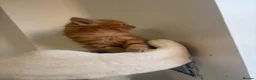 Mixed Breed cats for sale: Beautiful Bengal Mix Kittens Ready to go🐾 - Advert 38