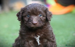 Bordoodle dogs for sale: Gorgeous Bordoodles 🤎 - Image 6