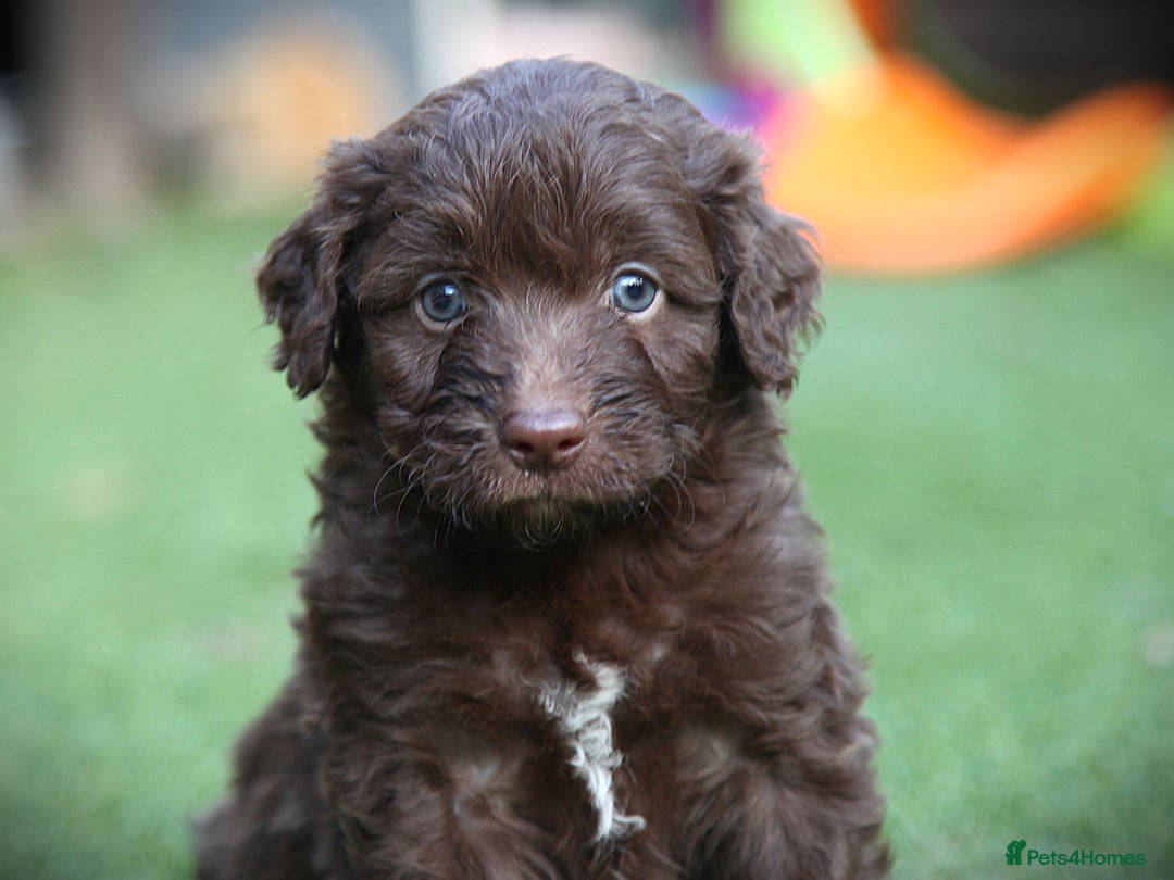 Bordoodle dogs for sale: Gorgeous Bordoodles 🤎 - Image 6