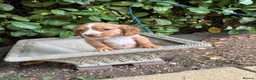 Cocker Spaniel dogs for sale: Cocker spaniel  - Advert 5