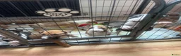 English Bull Terrier dogs for sale: English bull terriers puppies - Advert 18