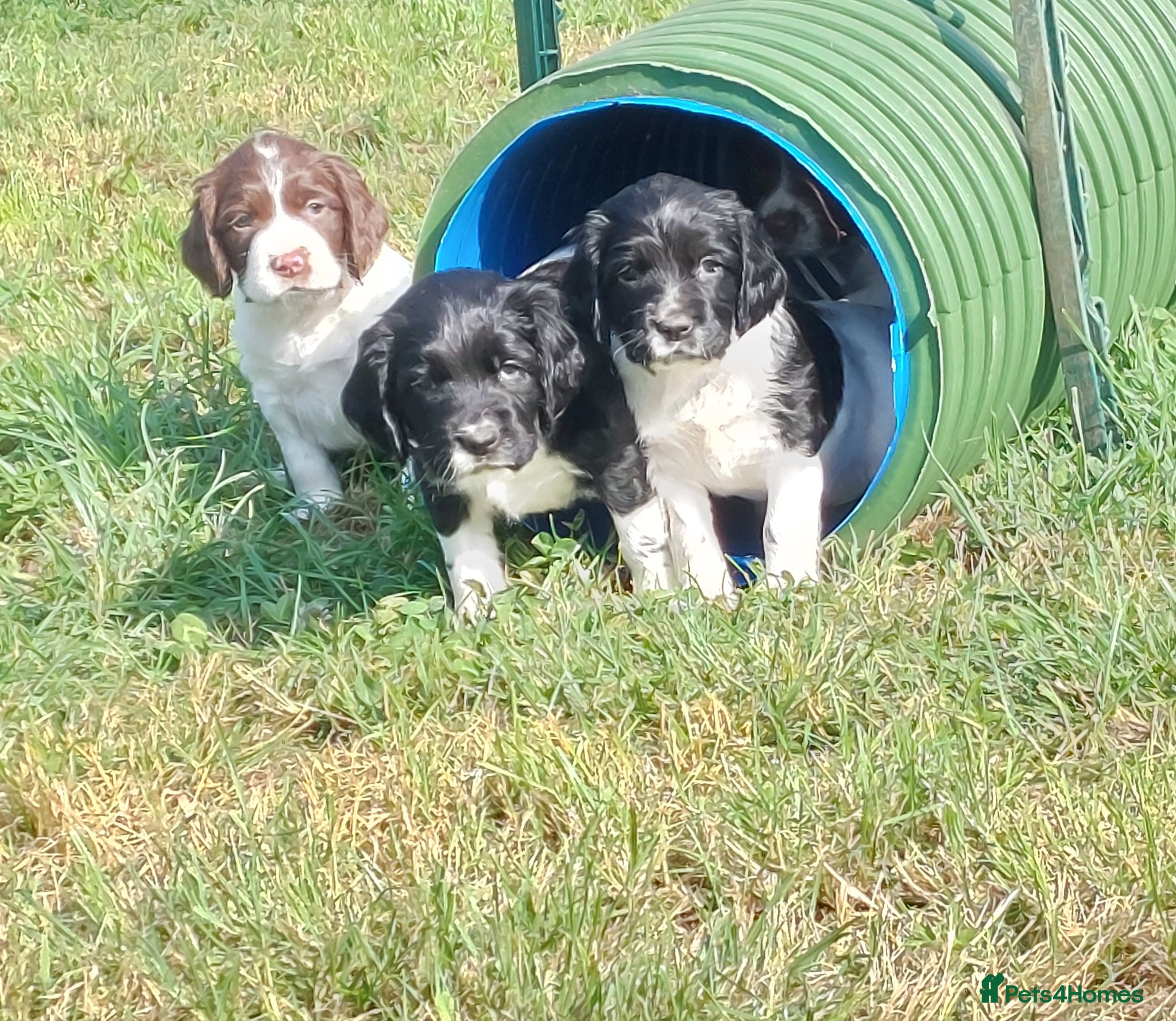 English Springer Spaniel dogs Fully health tested working springer spaniels  - Advert 1