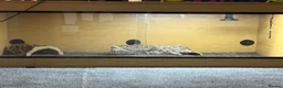 Tortoise reptiles for sale: Red foot tortoise  in Preston - Advert 2