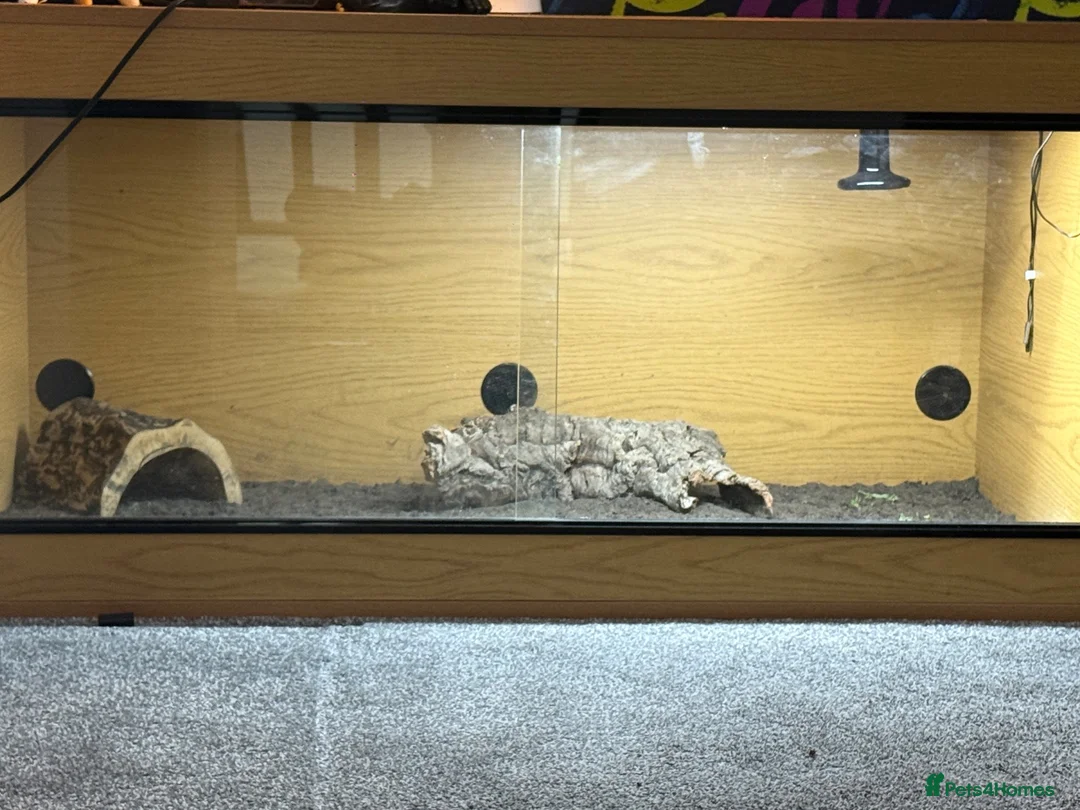 Tortoise reptiles for sale: Red foot tortoise  in Preston - Advert 2