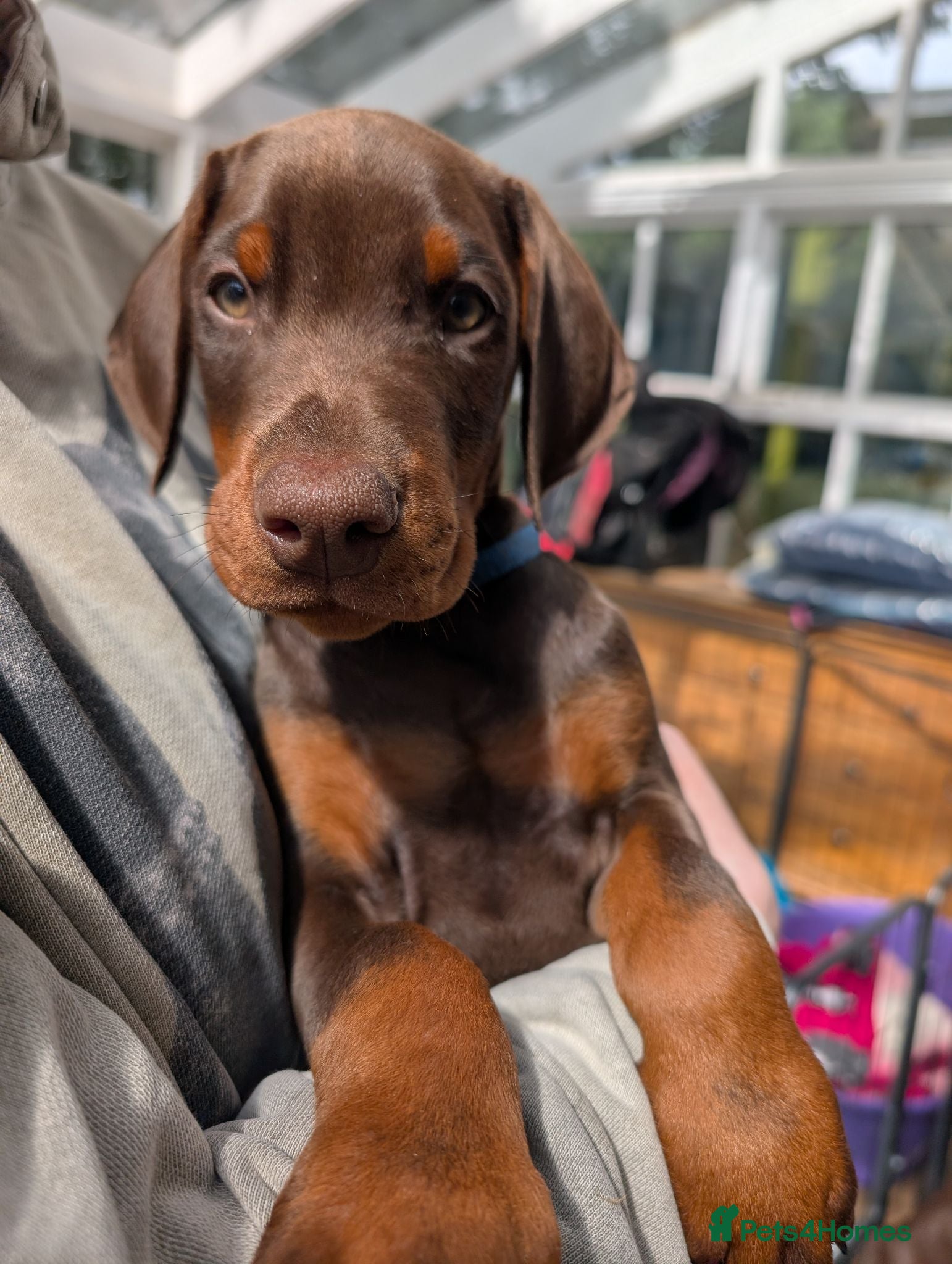 Dobermann dogs KC REGISTERED DOBERMANN PUPS – EXCEPTIONAL LITTER - Advert 1
