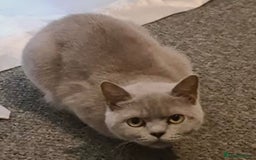 Mixed Breed cats for sale: Beautiful British shorthair cross kittens for sale - Image 2