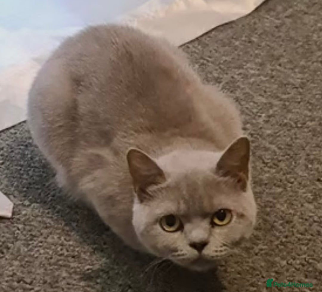 Mixed Breed cats for sale: Beautiful British shorthair cross kittens for sale - Image 2