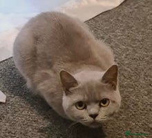 Mixed Breed cats - Advert 4