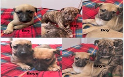 Whippet dogs for sale: KC Registered Whippet puppies  - Image 4