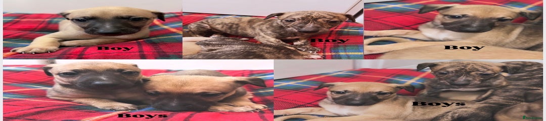 Whippet Puppy 1