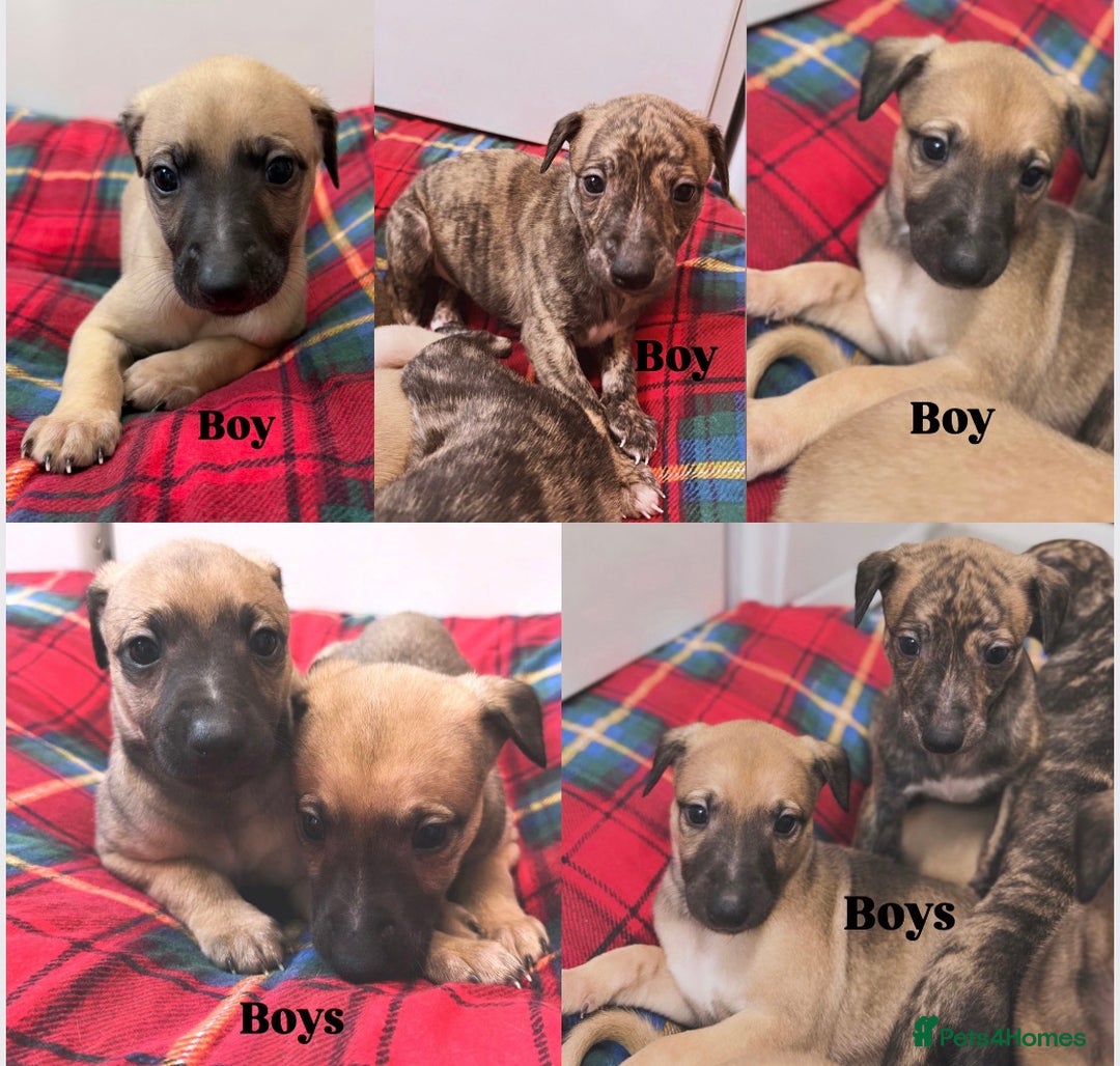 Whippet dogs for sale: KC Registered Whippet puppies  - Image 4