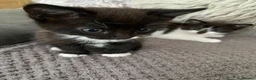 Mixed Breed cats for sale: 4adorable kittens in Woking - Advert 5