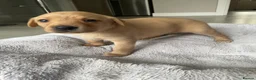 Labrador Retriever dogs for sale: 🦊❤️ GORGEOUS FOX RED LAB PUPPIES 6 GIRLS & 1 BOY! - Advert 4