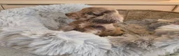 Cocker Spaniel dogs for sale: Working Type Cocker Spaniels - Advert 19
