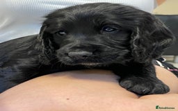 Sprocker dogs for sale: Beautiful Sprocker puppies HEALTH TESTED PARENTS - Image 25