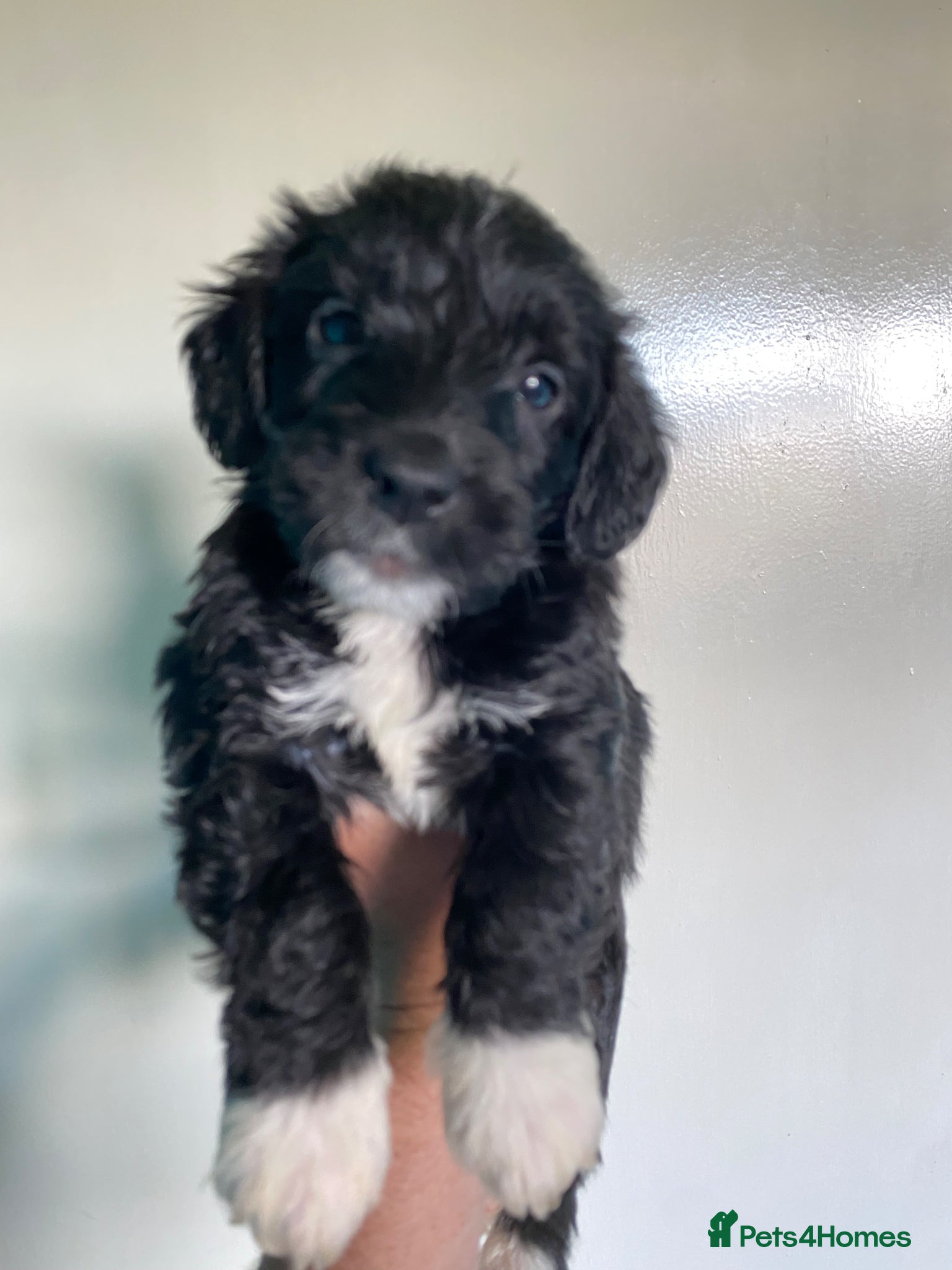 Mixed Breed dogs Whippet cross toy poodle   - Advert 14